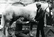 immagine ingrandita Ferratura dei Cavalli (apre in nuova finestra)