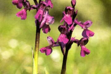 Orchidea morio "Orchis - morio" (Ft. A. Rinaldi)