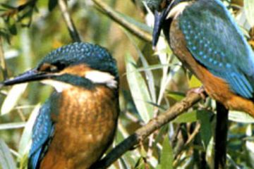 Coppia di Martin pescatore "Alcedo - atthis" (Ft. A. Rinaldi)