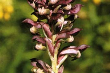 Orchidea cimicina - "Orchis - coriophora" (Ft. A. Rinaldi)