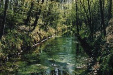 Fontana del Bosco dei Lupi (Ft. A. Rinaldi)