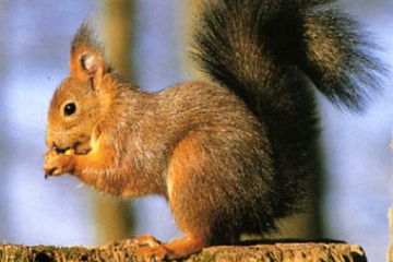 Scoiattolo "Sciurus - vulgare" (Ft. A. Rinaldi)