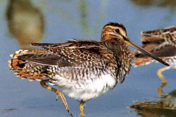 Beccaccino "Gallinago - gallinago" (Ft. A. Rinaldi)