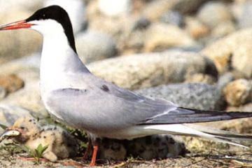 Sterna Comune "Sterna - hirundo"  (Ft. A. Rinaldi)