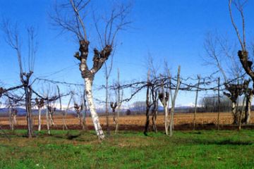 Vigneto ad alteno (Ft. A. Rinaldi)