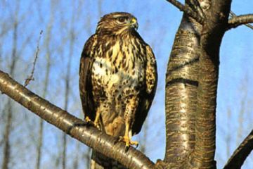 Poiana "Buteo - Buteo" (Ft. A. Rinaldi)